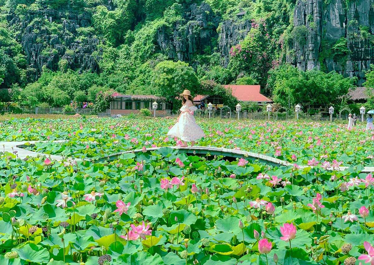 Du lịch Ninh Bình tháng 7 - Mùa sen nở rộ và những địa điểm ngắm sen đẹp nhất