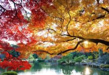 Chiêm ngưỡng vẻ đẹp của vườn quốc gia Shinjuku Gyoen nổi tiếng Nhật Bản Chiêm ngưỡng vẻ đẹp của vườn quốc gia Shinjuku Gyoen nổi tiếng Nhật Bản